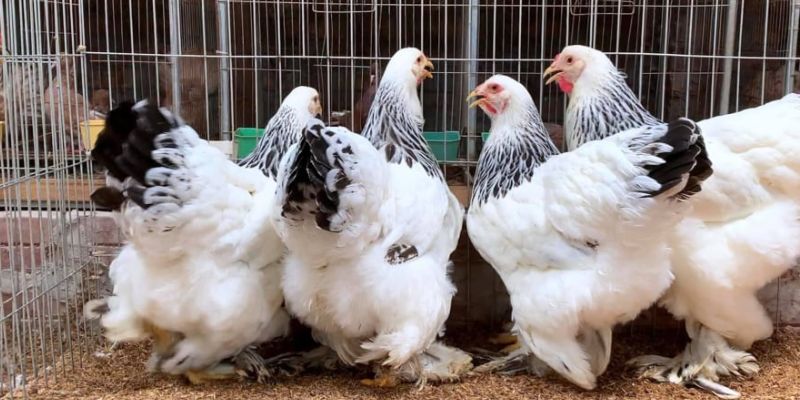 Hướng dẫn về việc nuôi dưỡng và bảo vệ gà Brahma