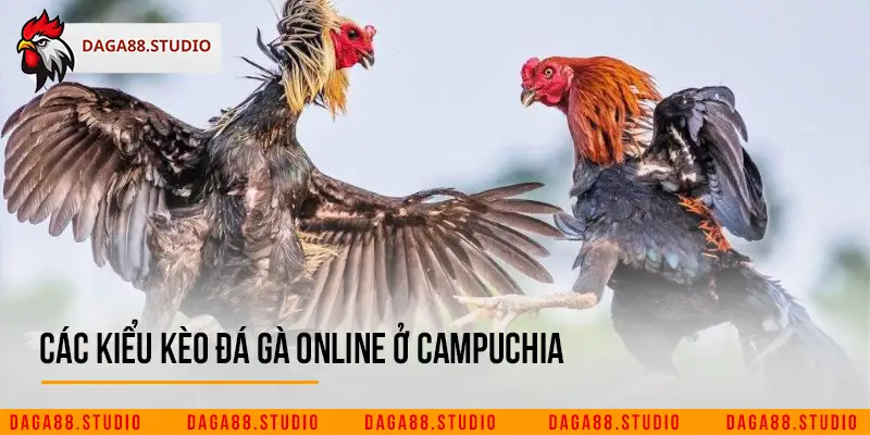 Các kiểu kèo đá gà online ở campuchia