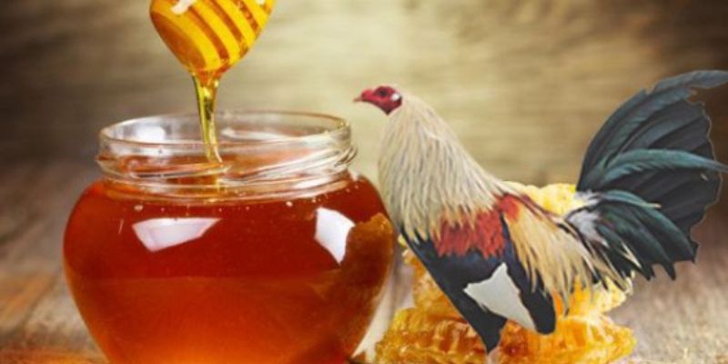Cho gà uống mật ong có tác dụng gì?
