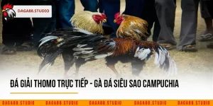 Đá Giải Thomo Trực Tiếp - Gà Đá Siêu Sao Campuchia